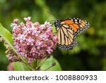Monarch Butterfly Feeding On...
