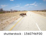 Donkeys Crossing A Deserted...