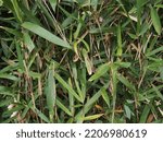Close-up of a group of lush green bamboo grass leaves that are dead in places