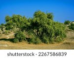 Small photo of Salvadora oleoides is a small bushy evergreen tree found in India and Pakistan and southern Iran used in herbal medicine and oral hygiene