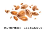 wheat grains levitate on a... | Shutterstock . vector #1885633906