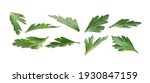 a set of green parsley leaves.... | Shutterstock . vector #1930847159