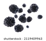 Ripe Blackberries Levitate On A ...