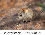 Elephant shrew rodent looking for food on a rock, Kruger National Park, South Africa