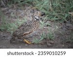 Small photo of Shelley's francolin bird standing next to long grass