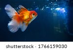 Goldfish in fresh water aquarium