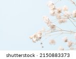 Gypsophila delicate romantic dry little white flowers on light blue background macro with place for invitation text