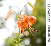 Bright Orange Tiger Lily Flower ...