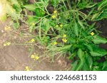 Small photo of Arugula (Eruca), a plant in the garden. Arugula yellow flowers close up. View from above. copy space