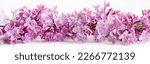 Lilac flowers closeup on a...