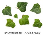 ivy leaves isolated on a white background. top view