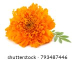 Orange Marigold Flower  Tagetes ...