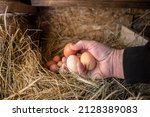 Chicken Eggs In The Nest. Small ...