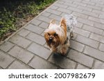 A dirty, abandoned, long-haired Yorkshire terrier walks the tiles in search of an owner. Photo of an animal.