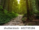 Beautiful landscape for printing. Walking path in the mountain forest.