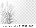 realistic shadow reeds leaves... | Shutterstock .eps vector #2137371103