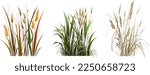 Set of a green  reed or bulrush on a white background.Isolated vector drawing.