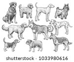 Dog Collection Illustration ...