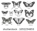 Tropical Butterfly Collection ...