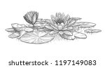 Water Lily Illustration ...
