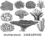 Coral Collection  Illustration  ...