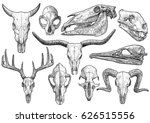 Animal Skull Collection...