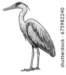 Grey  Common Heron Illustration ...