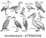 Collection Of Birds...