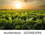 Green ripening soybean field ...