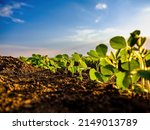 Green Soybean Crop Plants At...
