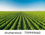 Green Ripening Soybean Field ...