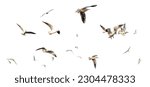 Small photo of flock seagull birds flying on white background