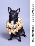 Small photo of Black chihuahua cobby on light grey background with dryer on the neck. He looks up.