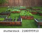 Growing juicy, fragrant, vitamin basil and a variety of greenery in the garden. Sweet basil growing on rich garden soil. A water sprinkler system is installed in the garden. High quality photo