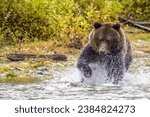 Small photo of Grizzly Bear Fishing for Salmon