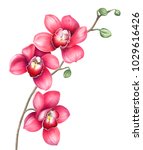 Pink Orchid Branch Isolated On...