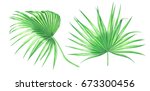 Fan Palm Leaves Isolated On...