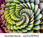 Spiral Aloe Plant Lesotho