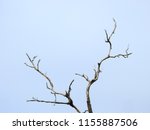 Dry Branch Of Dead Tree With...