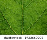 Close Up Green Leaf Texture Of...