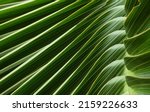 Small photo of close up green palm leaf texture, leaf of Bottle Plam tree ( Hyophorbe lagenicaulis (I.H. Bailey) H.E. Moore ), ornamental plants in the garden