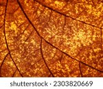 Small photo of close up brown autumn leaf texture, leaf of Gold leaf Bauhinia ( Bauhinia auriefolia K. S.S. Larson )