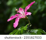 Small photo of pink flower blooming of Floss Silk Tree ( Ceiba speciosa (A. St.-Hil.) Ravenna )