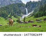 Switzerland landscape panorama with cows and green nature. Swiss Alps village Asch (Äsch), near Altdorf Waterfall, Unterschachen (Unterschächen), canton of Uri, Switzerland.