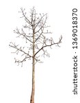 dead tree isolated on white... | Shutterstock . vector #1369018370