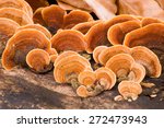 A Woody Shelf Fungi From The...