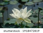 Lotus Blooming White Flowers In ...