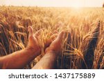 Wheat Field. Hands Holding Ears ...