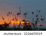 silhouette of grass against beautiful backdrop of sunset and setting sun on mountains make shadow of grass look beautiful.  beautiful backdrop of grass flower has copy space for inserting text.
