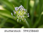 Young Agapanthus Flower With...